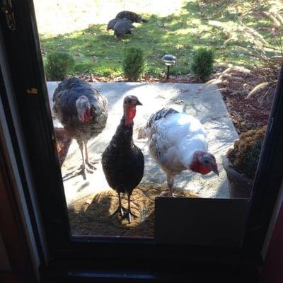 photo of Mckinsey L.