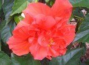 Photo of Shonterria M.