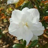 Photo of Cheryl C.
