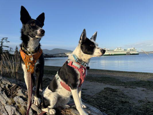 photo of Buckshot I.