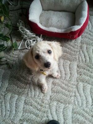 photo of Pebbles' F.