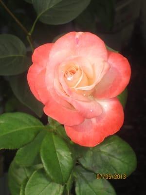 Photo of Marsha K.