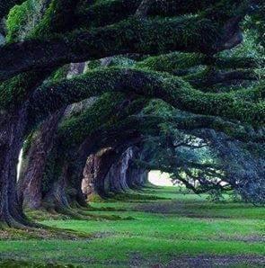 photo of Priscilla C.