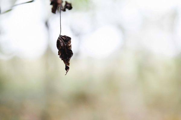 photo of Meredith P.