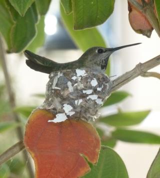 photo of Gabriela M.