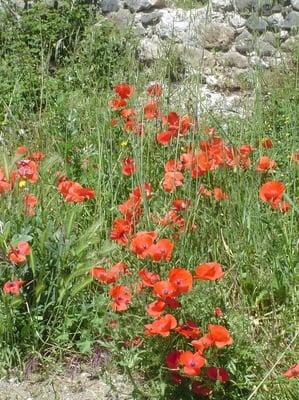 photo of Christine S.