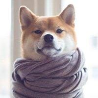 photo of Xiaomeng Y.