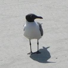 Photo of Angela T.
