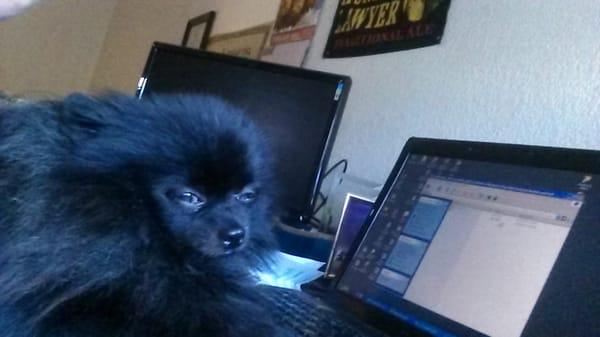 photo of Moonshine S.