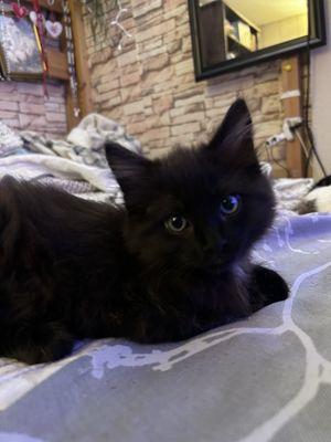 Photo of Dante ..