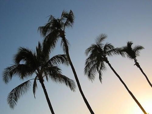 photo of Annalies H.