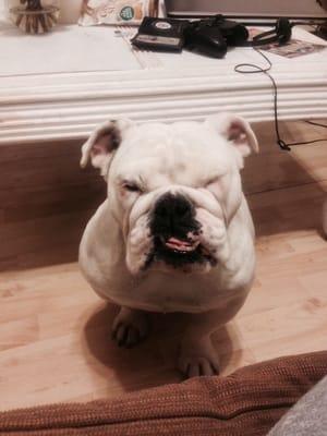 photo of Halebopcomet S.