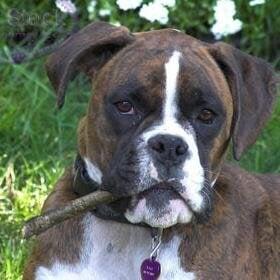 Photo of Harley H.