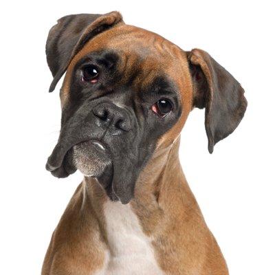 photo of Bumble B.