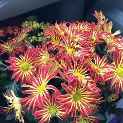 photo of Cristina G.