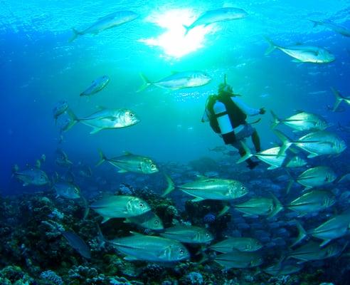 photo of Hawaiian E.