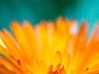 photo of Jennifer H.