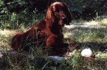 Photo of Sam Christ's Grateful Servant B.