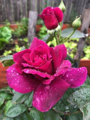 Photo of VoNgvalay P.