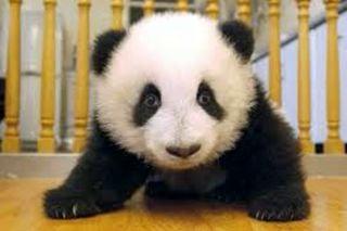 Photo of Panda J.