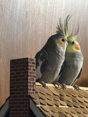 photo of Giovanni G.