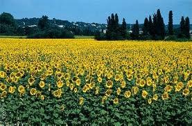 Photo of samantha t.