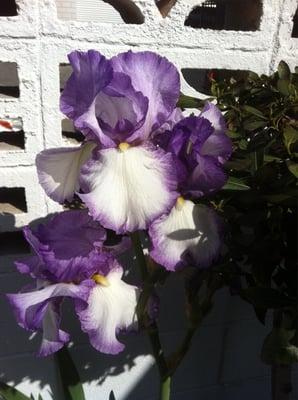Photo of Sandra B.