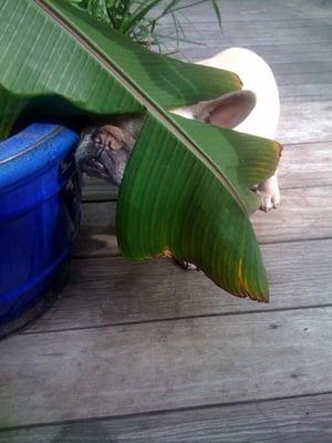 photo of Gertrude S.