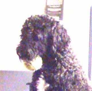 Photo of Dave D.