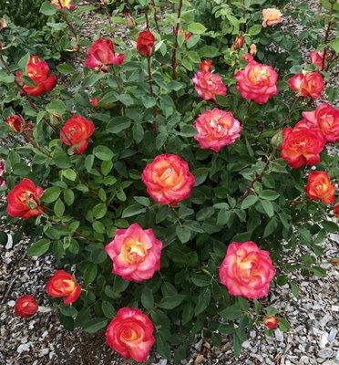 Photo of Rose M.