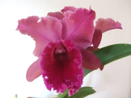 photo of FromScratch M.