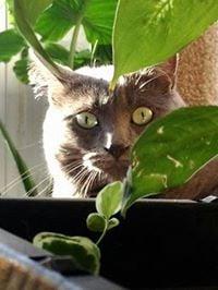 Photo of Karen V.