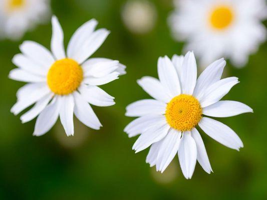 Photo of Daisy M.