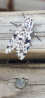 photo of Christina A.