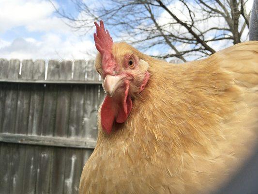 photo of Fluffball C.