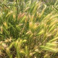 photo of Victoria Z.