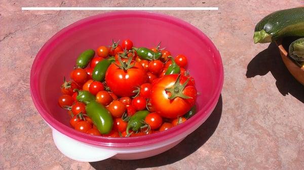 Photo of tomatoes t.