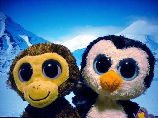 photo of Waddles And Coconut X.