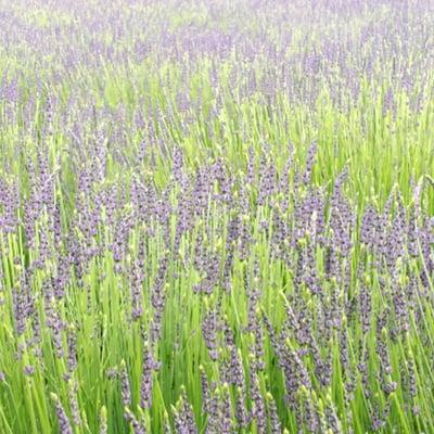 photo of Stephanie J.