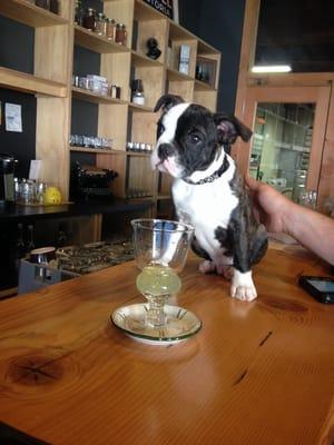 Photo of Punicorn V.