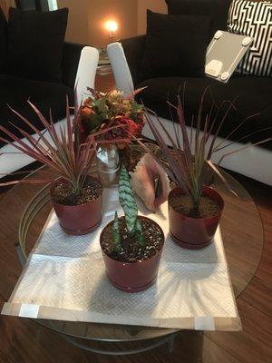 photo of Chaconnie T.