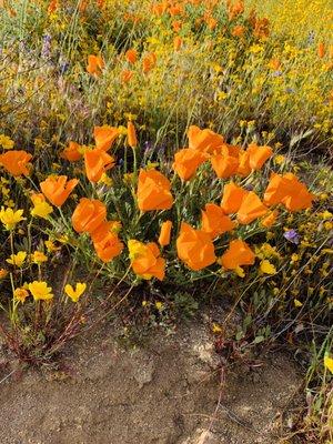 photo of Nataliya P.