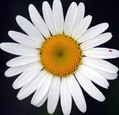 Photo of Daisy P.