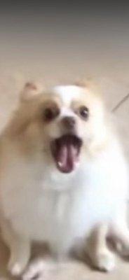 photo of Sodalish S.