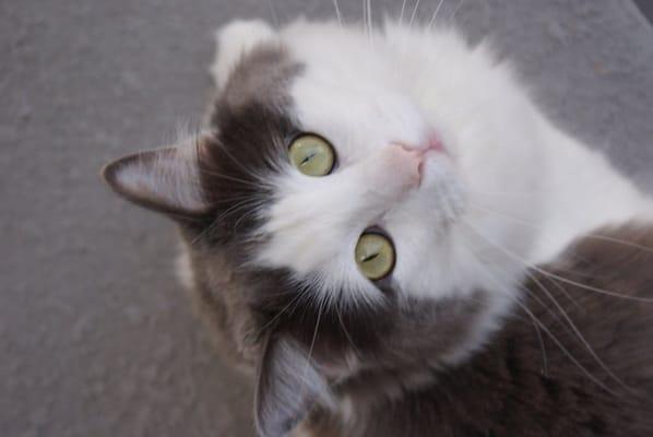 photo of Veracity A.