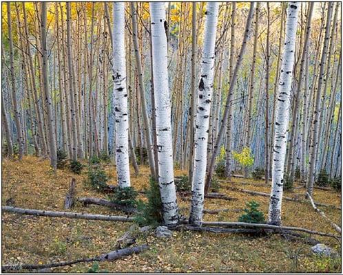 photo of Jennifer W.