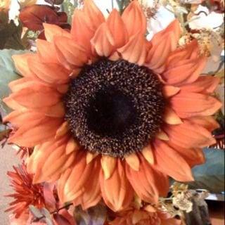 photo of Sunflower C.