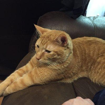 Photo of Tabby P.