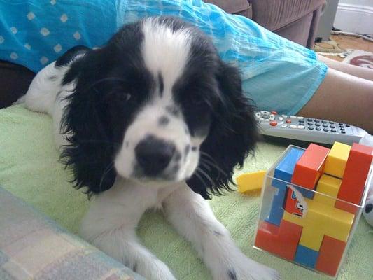 Photo of Doggy D.
