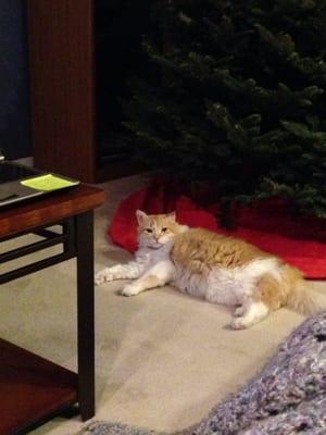 Photo of Ginger M.